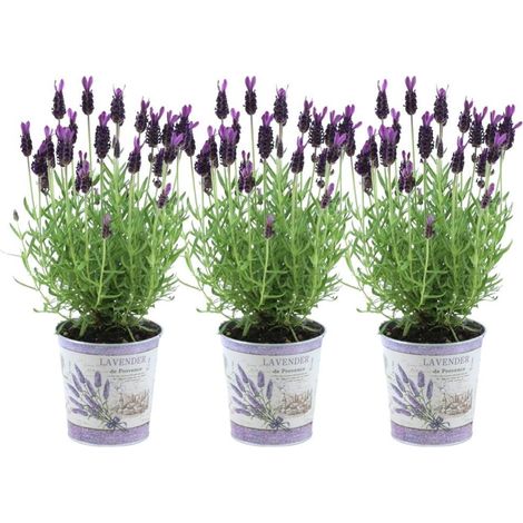 Lavande Papillon Anouk Lavandula stoechas Lot de 3 Plantes en Pots Décoratifs Fleurs Violettes - PANGIVO