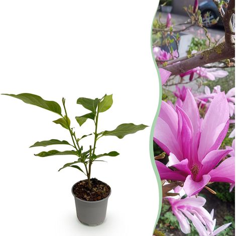 Magnolia Susan Arbuste de Jardin Fleurs Pourpres Parfumées Pot 12cm Hauteur 30cm - 1 Plante - PANGIVO (1/5)