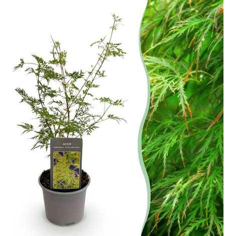 Érable du Japon Acer palmatum Emerald Lace Vert Arbuste Décoratif Pot 12 cm Hauteur 35 cm - PANGIVO (1/5)