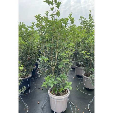 Gardenaria Osmanthus aquifolium - Arbusto ornamentale da giardino - Altezza: 50/70 cm (vaso19)