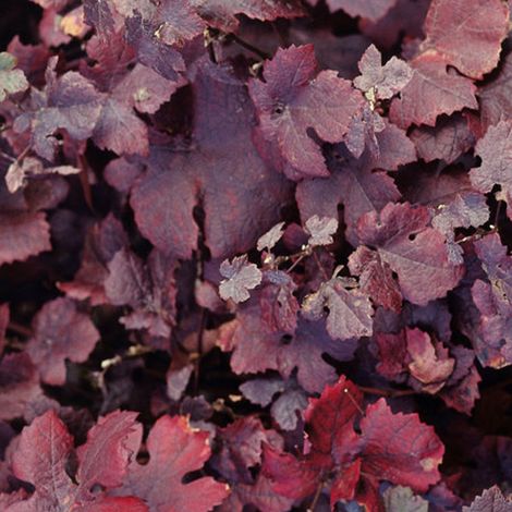 Vigne des teinturiers 'Purpurea' - 60-80 cm pot
