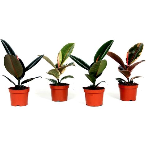 Pack de 10 Plantas de Ficus Elastica Variadas