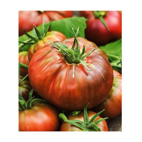 TOMATE NOIRE RUSSE CHARBONNEUSE - 0.1 G