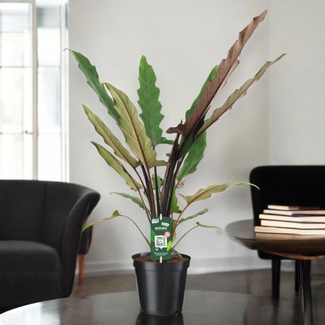 Gardenaria Alocasia lautebarchiana - Pianta da interno ornamentale - Altezza: 80 cm (vaso 19) (1/5)