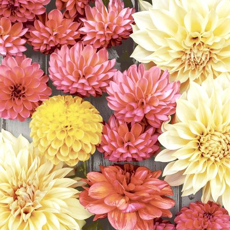 Duni Servietten Soft Dahlia 24 x 24 cm - 20er Pack
