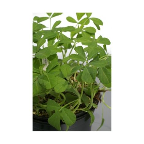 Fenugrec graines non hybrides 1g – Semis de mars à juin – Plante aromatique pour cuisine – Récolte en 4 mois – Graines Bocquet