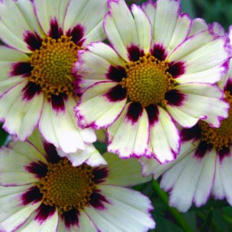 3 Coréopsis 'Star Cluster'
