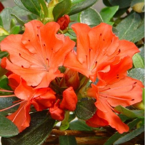 Azalée Japonaise orange - Azalea japonica - 25-30 cm pot (1/3)