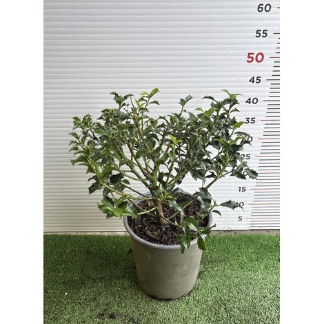 PIANTA DI ILEX in vaso 18 (foto reali)