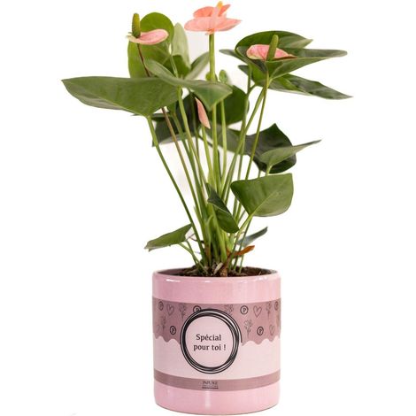 Anthurium Rose Spirit Plante d'Intérieur Fleurie avec Emballage Cadeau - Ø12 cm - H45 cm - PANGIVO
