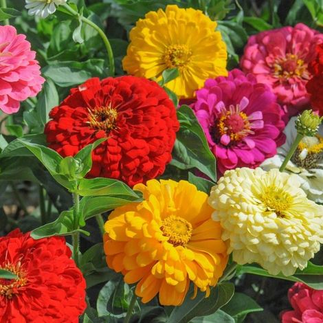 Dahlia (Dahlia variabilis) – 300 graines – Plante à fleurs – Floraison estivale – Massifs et fleurs coupées (1/5)