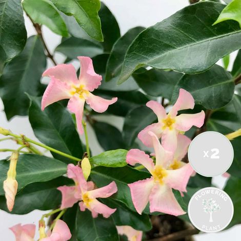 Bloomique - Lot de 2 - Trachelospermum jasminoides - Jasmin étoilé rose - Plantes grimpantes - Plantes de jardin - Persistantes - Rustiques - 50-70 cm de haut - Pot 15 cm (1/4)