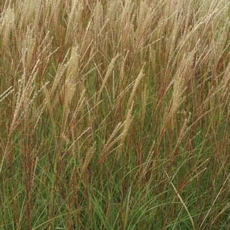 Herbe à éléphant sinensis Yaku Jima/Godet