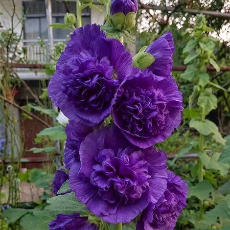 1 000 graines de rose trémière à fleurs doubles violettes, une fleur rare qui attire les pollinisateurs, pour les jardins familiaux en extérieur (1/3)