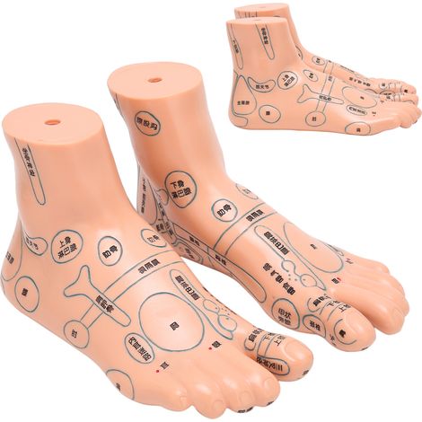 Stück Akupressur-Fußmodell 19 cm, Lehrmittel für Akupunktur- und Reflexzonenmassage-Studenten (1/5)