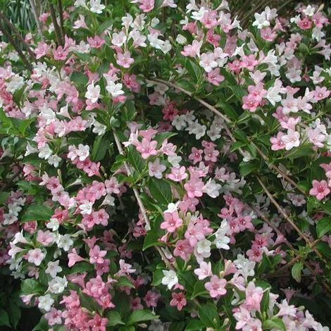 Weigela 'Carnaval' ('Courtalor') - 50-60 cm pot (1/5)