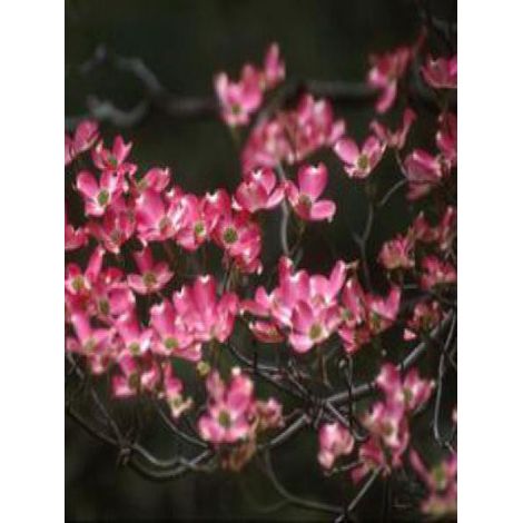 Cornus florida 'Cherokee Chief' Pot de 7,5L/10L (1/4)
