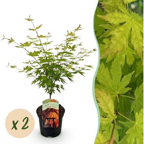 Érable Japonais Acer palmatum Orange Dream - Lot de 2 Plantes de Jardin et Terrasse - Pot 19cm 70cm - PANGIVO (1/5)