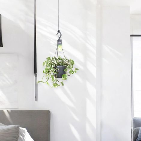 Gardenaria Epipremnum pinnatum 'N'Joy' - pothos - Pianta da interno ornamentale - Altezza: 25 cm (vaso 17) (1/4)