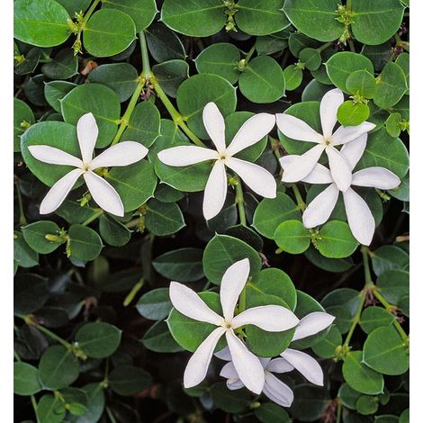 Carissa grandiflora - Prugnetta del Natal - vaso quadro 7x7x10 cm (1/2)