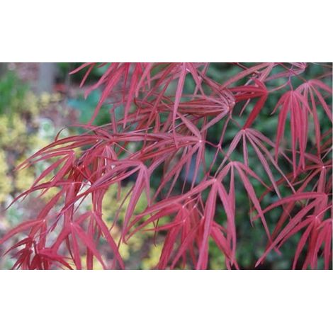 Acero giapponese "Acer palmatum Red Pygmy" vaso  26 cm h 120 cm cfr 10/12 cm (1/4)