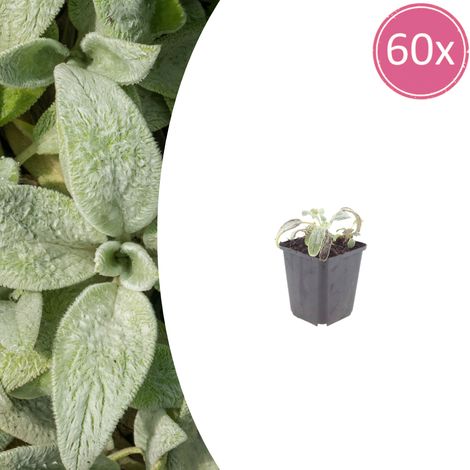 Plante vivace couvre-sol Stachys byzantina Silver Carpet feuillage gris argenté lot de 60 (1/5)