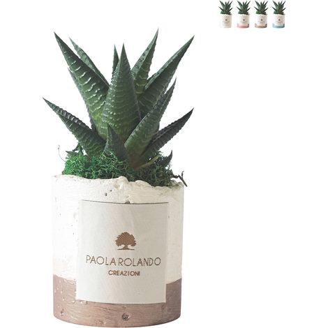 Plante grasse d'intérieur en pot blanc décoratif Paola Rolando Flora - Beige