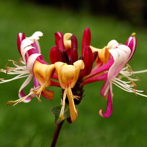Chèvrefeuille - Lonicera periclymenum Serotina 70cm (1/2)
