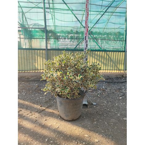Houx Panaché Ilex Aquifolium Argenteomarginata Buisson Pot 40 cm (1/4)