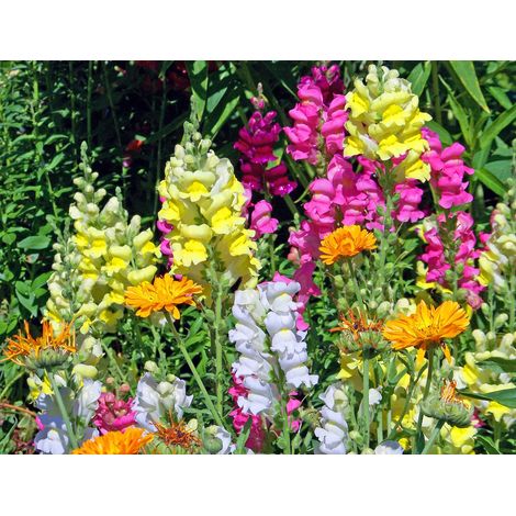 Semillas de Boca de Drag�n Variadas. Antirrhinum Majus Pumilum. 10 Gramos