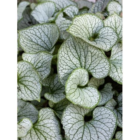 Myosotis du Caucase 'Jack of Diamonds' Pot de 1L/1,5L (1/2)