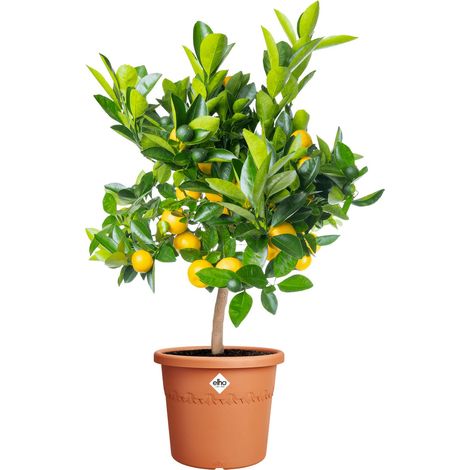 Elho Blumentopf Algarve Cilindro Ø 30 x 25 cm terra (1/3)