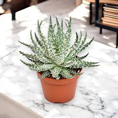 Gardenaria Aloe humilis - Pianta da interno ornamentale - Altezza: 18 cm (vaso 10) (1/5)