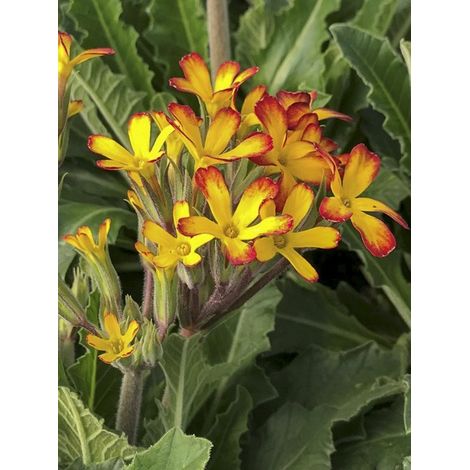 Primevère 'Oak Leaf Yellow Picotee' Pot de 2L/3L