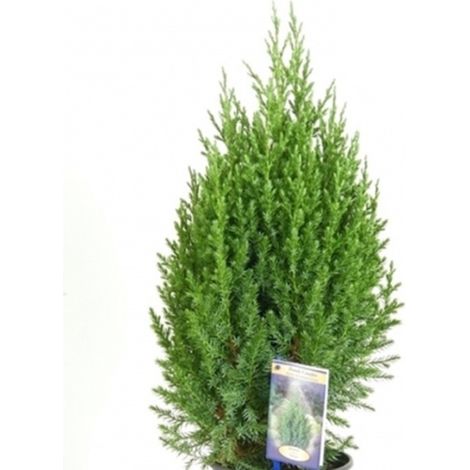 Planta Natural Juniperus Stricta en Maceta M24. 80 Cm