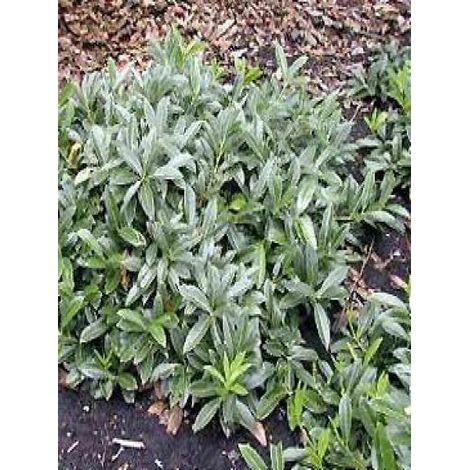 Laurier-Cerise, Laurier palme 'Mount Vernon' Pot de 2L/3L (1/3)