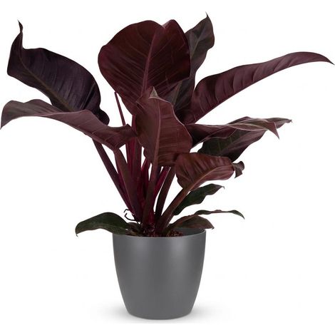 Plante d'intérieur Philodendron Imperial Red Rouge avec Pot Gris 19 cm Hauteur 60 cm - PANGIVO (1/5)