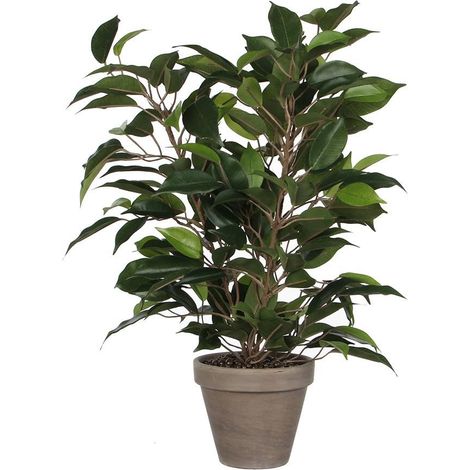 Ficus Natasja