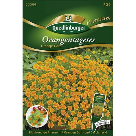 Quedlinburger Orangentagetes Studentenblume Orange Gem - Premium Kräutersamen (1/2)