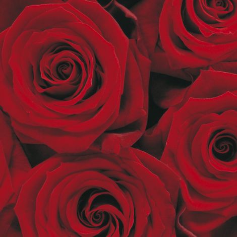 Roses Photo murale - 194 x 270 cm (1/4)