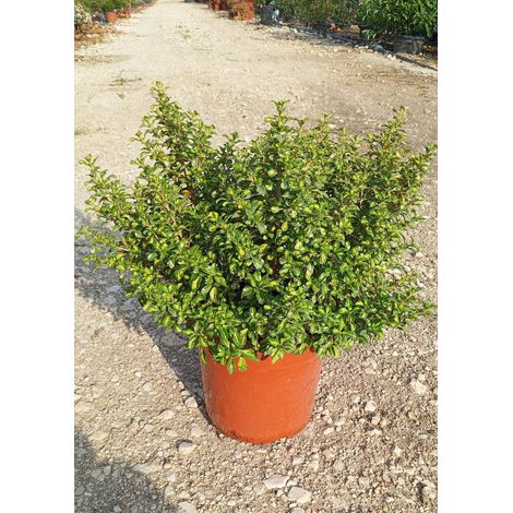Coprosma Repens Lemon and Lime Pot 24 cm Arbuste Persistant à Feuillage (1/3)