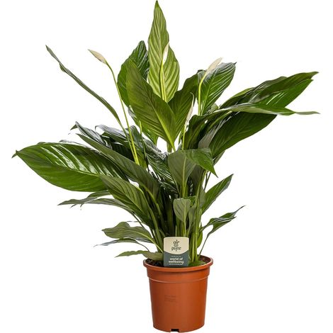 Spathiphyllum 'Bingo Cupido' Plante d'Intérieur Dépolluante Lys de la Paix Ø19cm H80cm - PANGIVO (1/4)