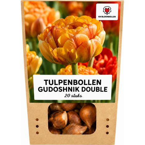 20 Bulbes de Tulipes Gudoshnik Double à Fleurs Doubles Type Pivoine Jaune Orange et Rouge - PANGIVO (1/5)