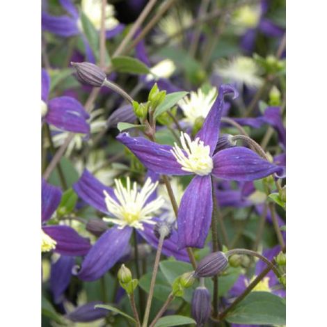 Clématite odorante 'Aromatica' Pot de 2L/3L