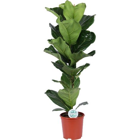 Ficus Lyrata plante d’intérieur feuillage violon décoratif pot 21 cm hauteur 90 cm - PANGIVO (1/4)