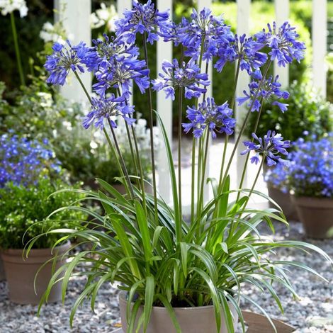 Agapanthe EVER SAPPHIRE® 'Andbin'/Pot de 3L - 20/40 cm