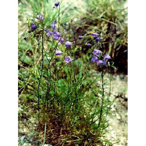 Campanule rotundifolia Godet de 8/9 cm (1/4)