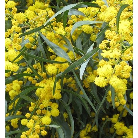 Semillas de Mimosa las 4 Estaciones. Acacia Retinoides. 5 Gramos