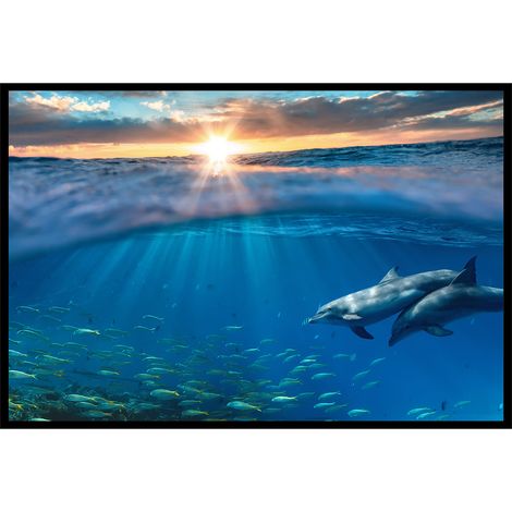 Affiche encadrée dauphins dans l’océan (1/5)