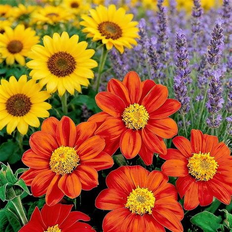 Lot Graines Jardin – 300 Tournesol Mexicain + 300 Tournesol + 1000 Lavande, Fleurs Ornementales et Parfumées, Non-OGM (1/5)